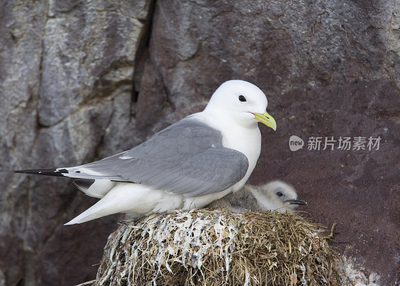 黑腿三趾鸥(Rissa triidactyla)在巢上